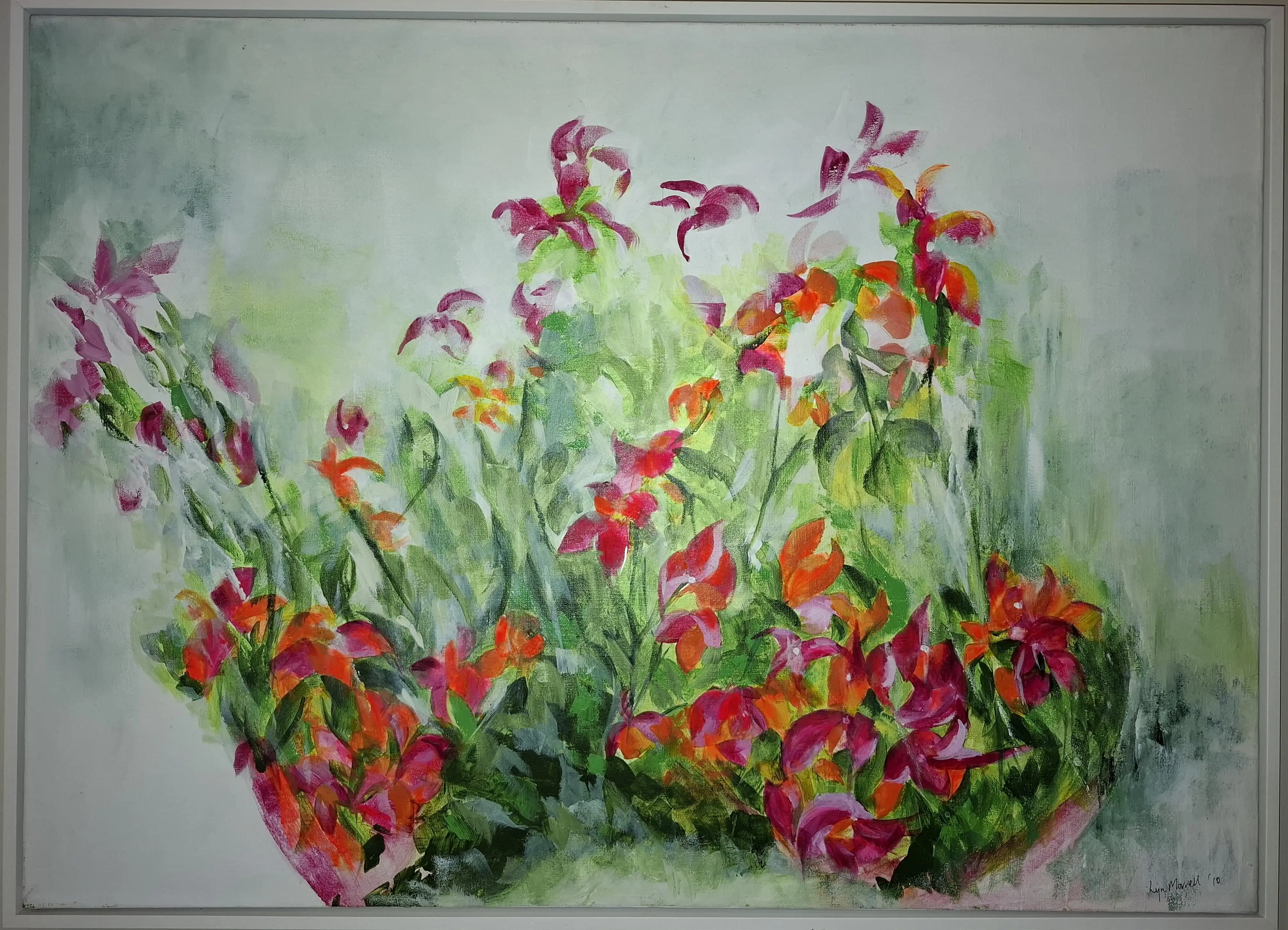 Bougainvillea
